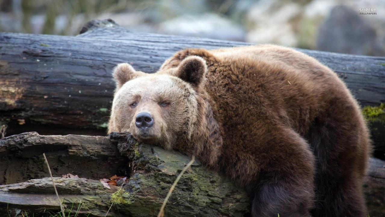 Lazy Bear Hotel Йезерце Екстериор снимка